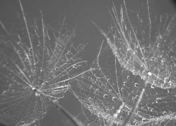 istock seed plants and drops of rain 1046518046