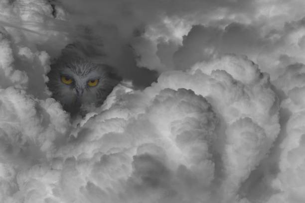 Big Brother is watching you !