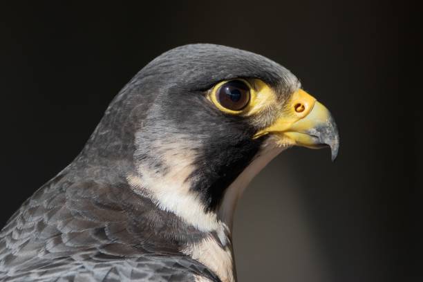 istock Peregrine Falcon portrait 1046518106