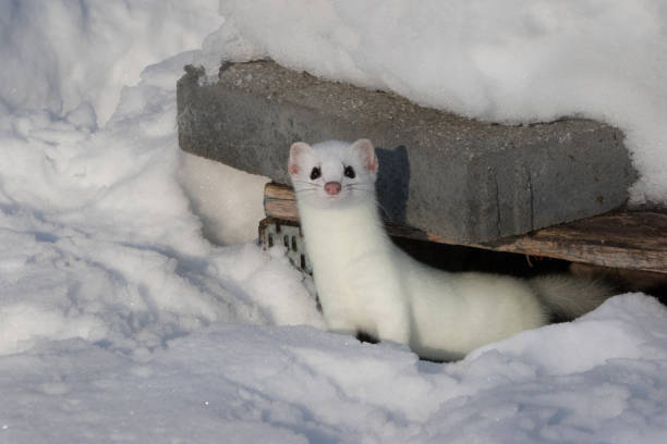 Stoat in snow looking at camera Weasel coming out of hideout and surprised by photographer stoat mustela erminea stock pictures, royalty-free photos & images