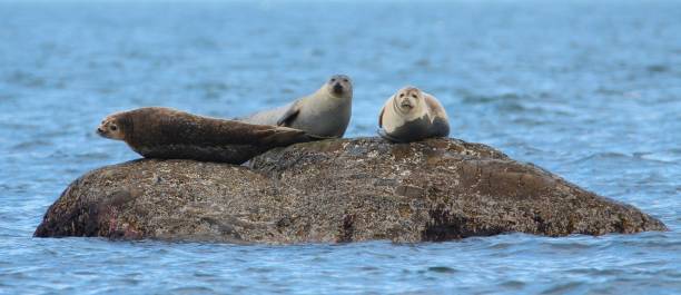 istock Three Grey Seals on rock in water 1046518296