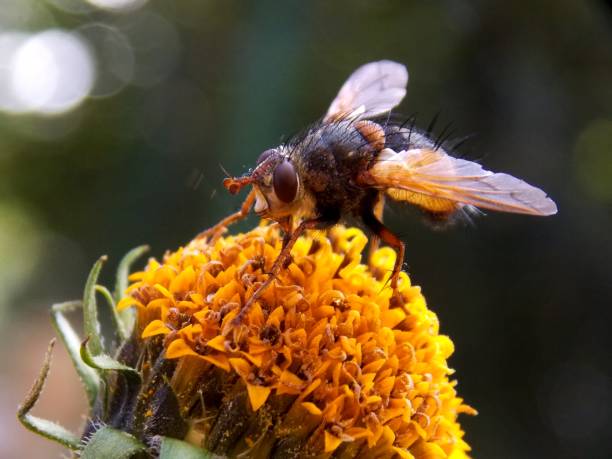 istock beetle on a yellow flower 1046518660