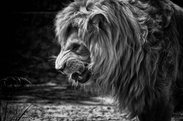 harten männlichen afrikanischen löwen zu knurren und zeigt seine zähne - lion mane strength male animal stock-fotos und bilder