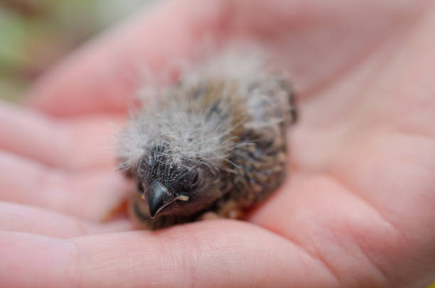 Baby Zebra Finch on a human hand (selective focus on the baby bird head)