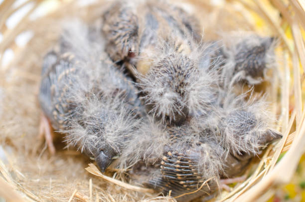 Baby Zebra Finches in a nest, view from above