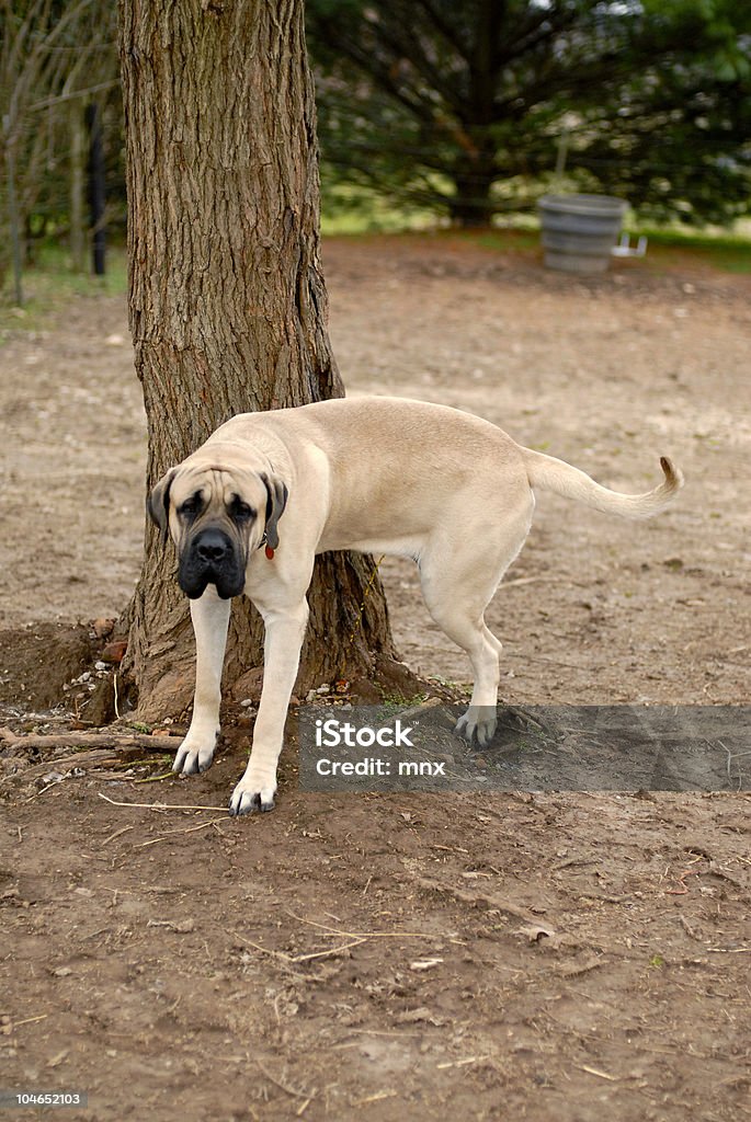 Taking Care of Business  Dog Stock Photo