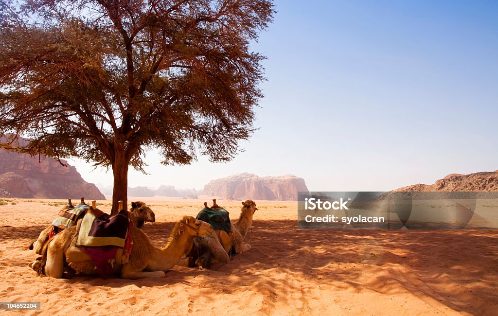 Wadi Rum Desert, Jordania - Foto de stock de Wadi Rum libre de derechos