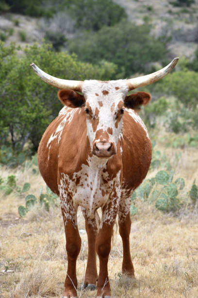 istock Texas Longhorn Cattle Portrait 1046525324