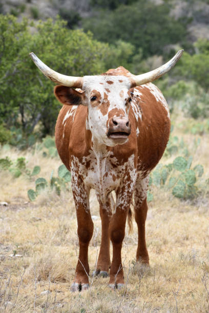 istock Screaming Texas Longhorn Cow 1046525354