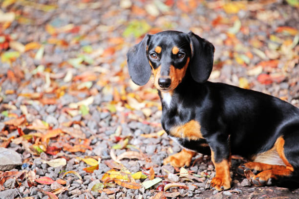 istock Dachshund dog autumn garden 1046525914