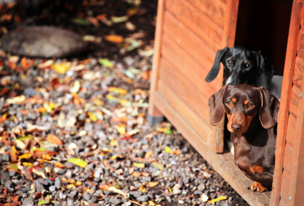 istock Dachshund dog autumn garden 1046525966
