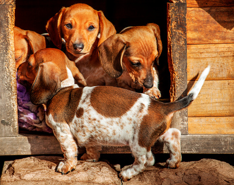 dog-kennel dachshund puppies