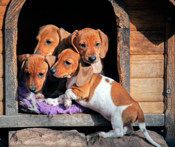 istock dog-kennel dachshund puppies 1046526172