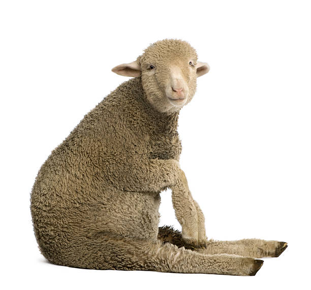 istock Merino lamb, sitting and looking at the camera. 104652878