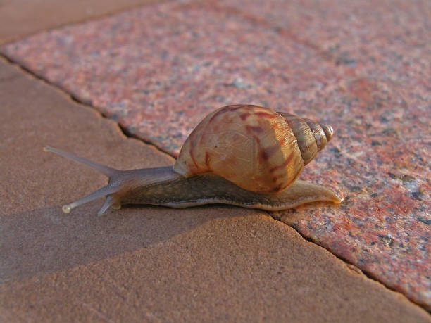 istock macro of Indian snail on granite floor 1046528802