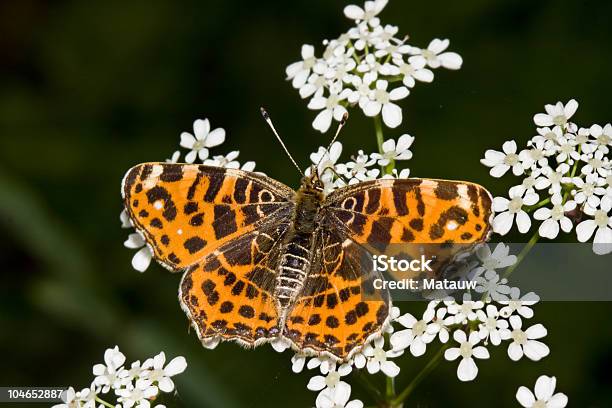 맵 나비 0명에 대한 스톡 사진 및 기타 이미지 - 0명, 갈색, 곤충