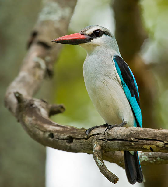 istock Woodland Kingfisher 104653239