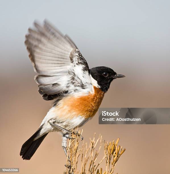 Stone Chat - Fotografie stock e altre immagini di Decollare - Attività - Decollare - Attività, Uccello, Africa