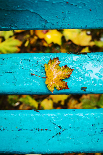 istock Blue bench in a park,rainy weather. Autumn. 1046532688