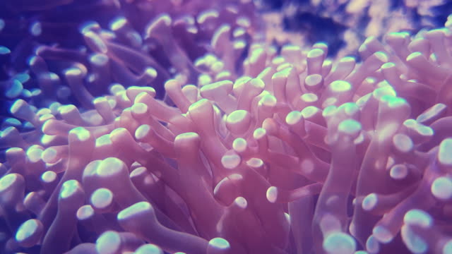 Anemone in underwater world of deep sea animal and coral