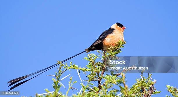 Pintailed Whydah Stock Photo - Download Image Now - Animal, Animals In The Wild, Balance