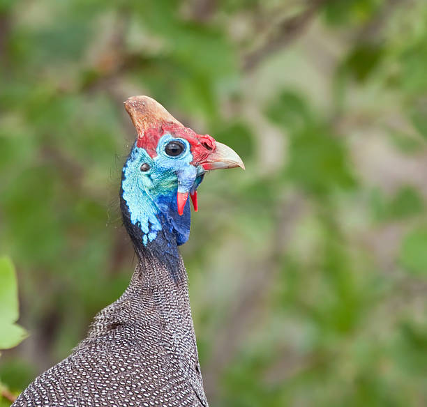 capucha guineafowl - animals in the wild blue beak mottled fotografías e imágenes de stock