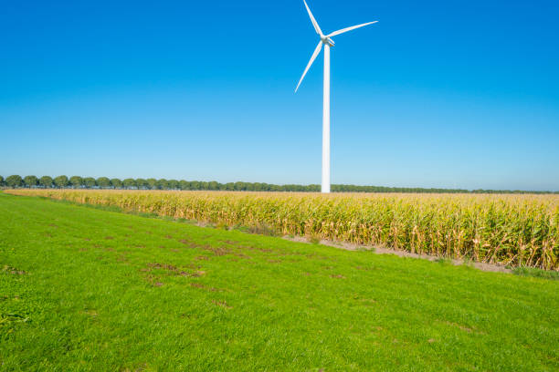 istock Green farmland with vegetables below a blue sky at fall 1046534552