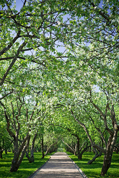 pomar de macieiras - disappearing nature vertical florida - fotografias e filmes do acervo