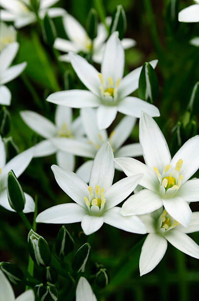 istock Beautiful White Ornithogalum (Grass Lily) Flowers 104653800