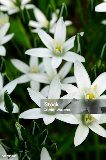 Beautiful White Ornithogalum Flowers Stock Photo - Download Image Now - Backgrounds, Beauty In Nature, Blossom