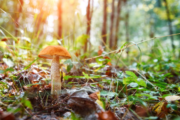 istock Leccinum mushroom in the grass on a sunny autumn day. Selective soft focus, blurred front and background. 1046538238