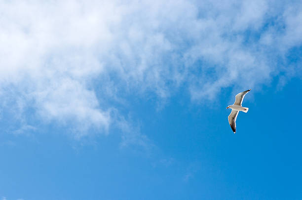 Flying Seagull stock photo