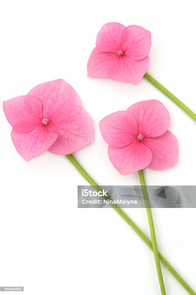 Tres de flores - Foto de stock de Belleza libre de derechos