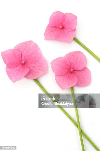 Tres De Flores Foto de stock y más banco de imágenes de Belleza - Belleza, Belleza de la naturaleza, Blanco - Color