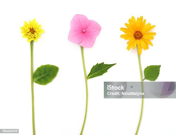 Tre Di Fiori - Fotografie stock e altre immagini di Bellezza - Bellezza, Bellezza naturale, Bianco