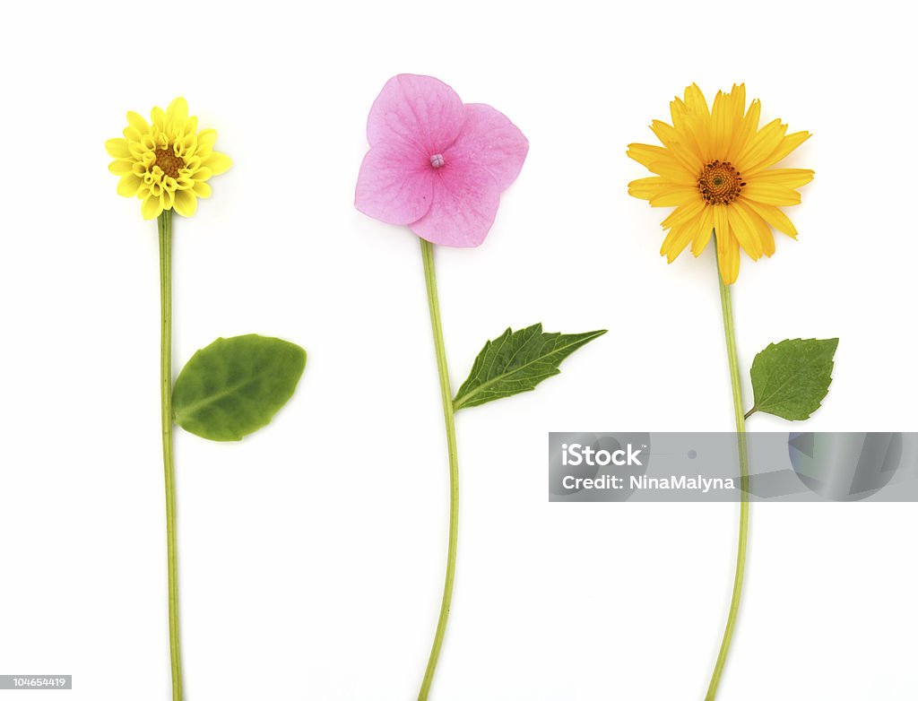 Три цветов - Стоковые фото Без людей роялти-фри