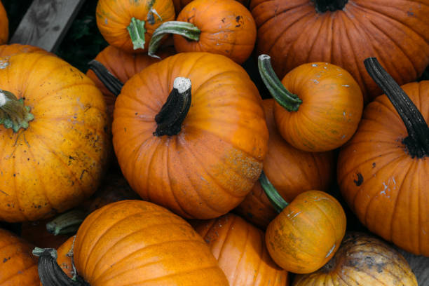 istock Harvested orange pumpkins. Halloween background 1046544424