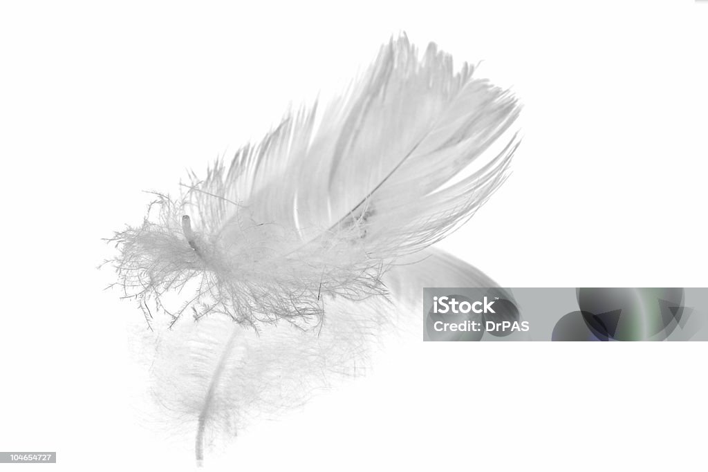 Blanco reflejo de pluma - Foto de stock de Abstracto libre de derechos