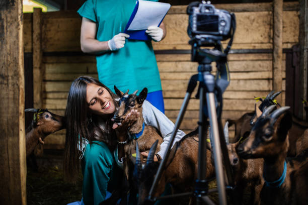 istock Goat farm- Everything about proper nutrition of your goats 1046547518