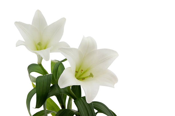 fotos und easter lily - madonnenlilie stock-fotos und bilder