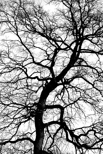 Bare tree winter time abstract backgrounds
