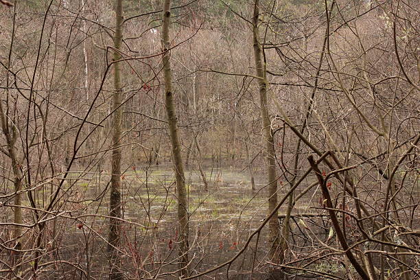 View of the marsh. stock photo