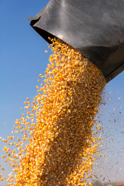 istock Corn Falling from Combine Harvester Auger into Grain Cart 1046556404