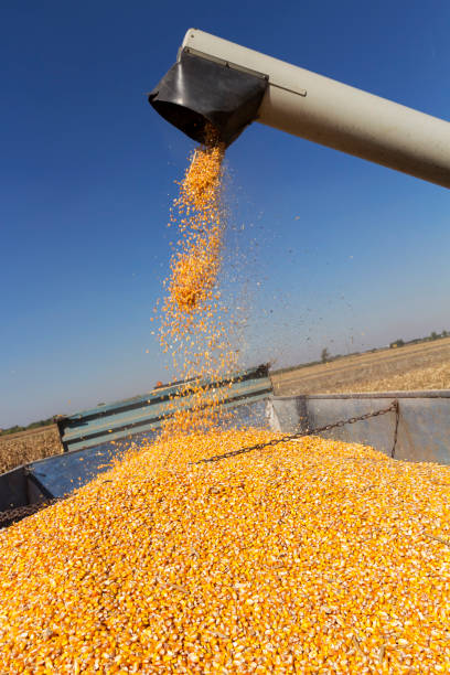 istock Combine Harvester Unloads Grain Into Tractor Trailer 1046556434
