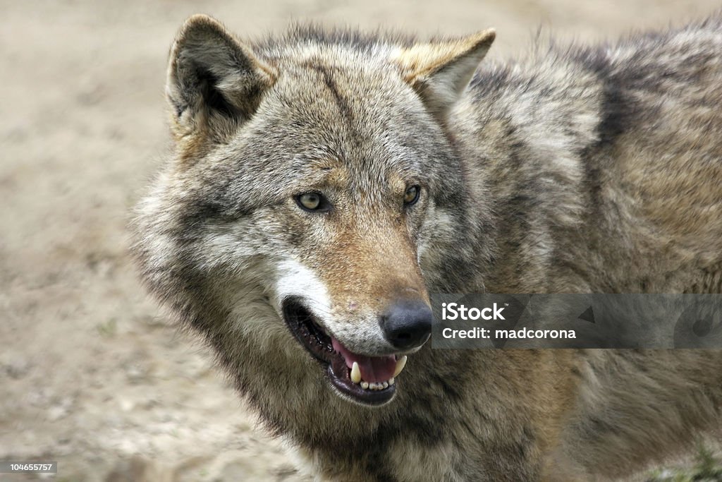 wolf  Animal Wildlife Stock Photo