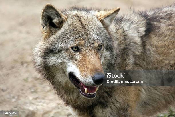 Wolf Stock Photo - Download Image Now - Animal Wildlife, Animals Hunting, Animals In The Wild