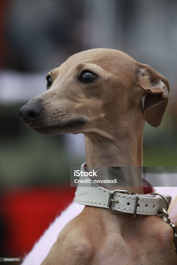 Dog portrait  Animal Stock Photo