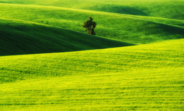 istock picturesque hilly field. green wavy field 1046559052