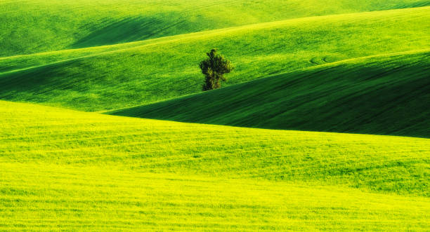 istock picturesque hilly field. green wavy field 1046559144
