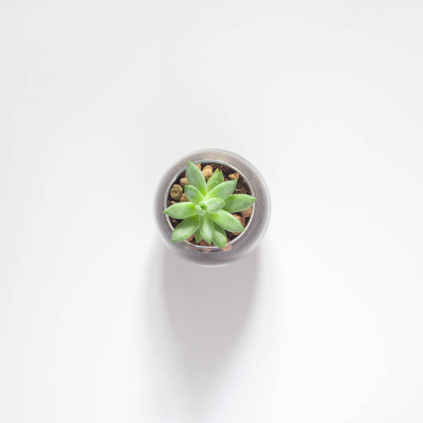 Pot with cactus succulent on white background. Flat lay, top view, copy space